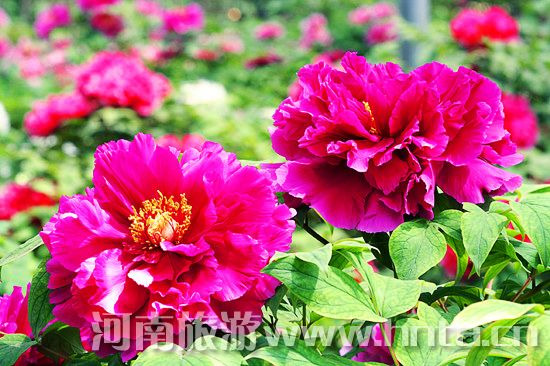 洛陽牡丹文化節旅游全攻略 洛陽牡丹文化節旅游全攻略