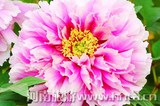 洛陽牡丹文化節旅游全攻略 洛陽牡丹文化節旅游全攻略