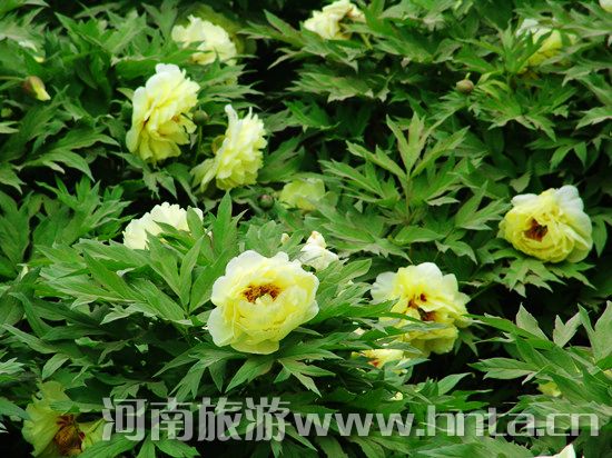 洛陽牡丹文化節旅游全攻略 洛陽牡丹文化節旅游全攻略