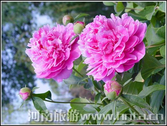 洛陽牡丹文化節旅游全攻略 洛陽牡丹文化節旅游全攻略