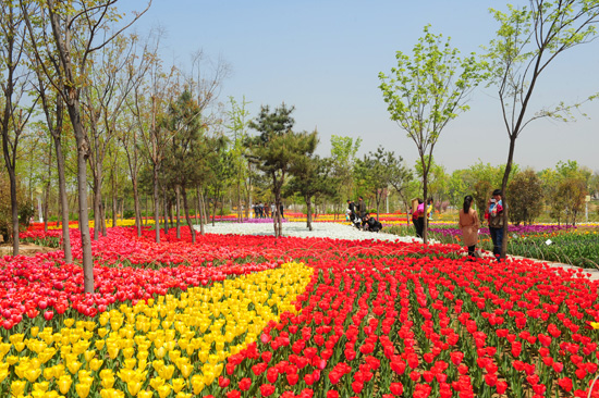 鄭州綠博園郁金香進入最佳觀賞期 鄭州綠博園郁金香進入最佳觀賞期