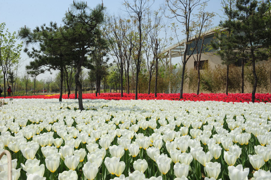 鄭州綠博園郁金香進入最佳觀賞期 鄭州綠博園郁金香進入最佳觀賞期