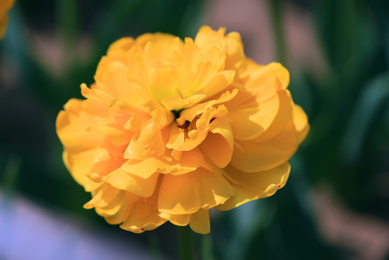 鄭州綠博園郁金香進入最佳觀賞期 鄭州綠博園郁金香進入最佳觀賞期