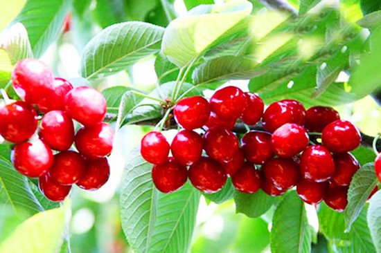 五月摘櫻桃 河南采摘地推薦 五月摘櫻桃 河南采摘地推薦