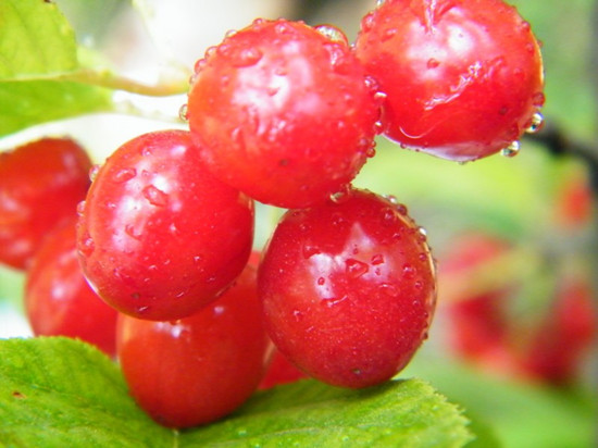 五月摘櫻桃 河南采摘地推薦 五月摘櫻桃 河南采摘地推薦