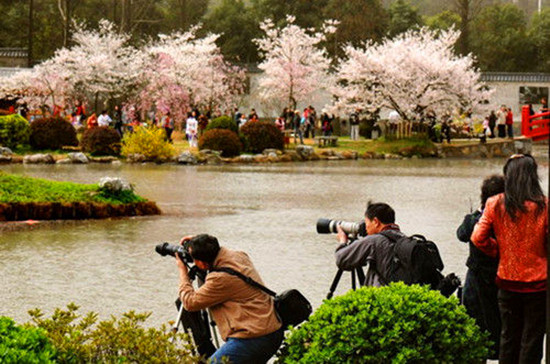 女人如花 隨侍甄嬛娘娘賞花去 女人如花 隨侍甄嬛娘娘賞花去