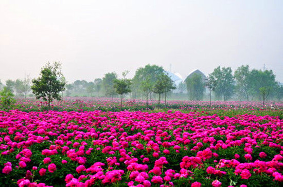 女人如花 隨侍甄嬛娘娘賞花去 女人如花 隨侍甄嬛娘娘賞花去