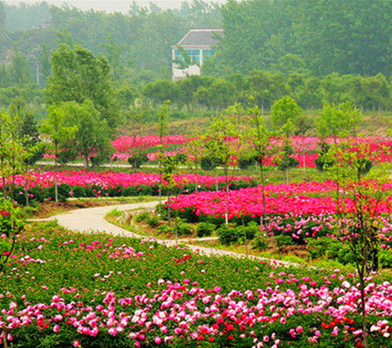 女人如花 隨侍甄嬛娘娘賞花去 女人如花 隨侍甄嬛娘娘賞花去