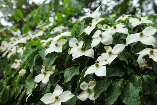 四照花開(kāi)滿(mǎn)樹(shù),賞花正當(dāng)時(shí) 四照花開(kāi)滿(mǎn)樹(shù),賞花正當(dāng)時(shí)