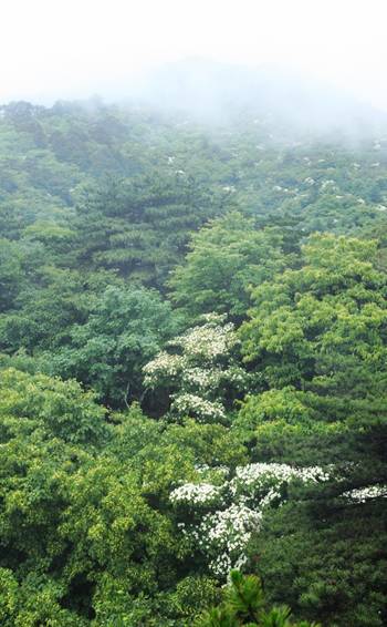 四照花開(kāi)滿(mǎn)樹(shù),賞花正當(dāng)時(shí)