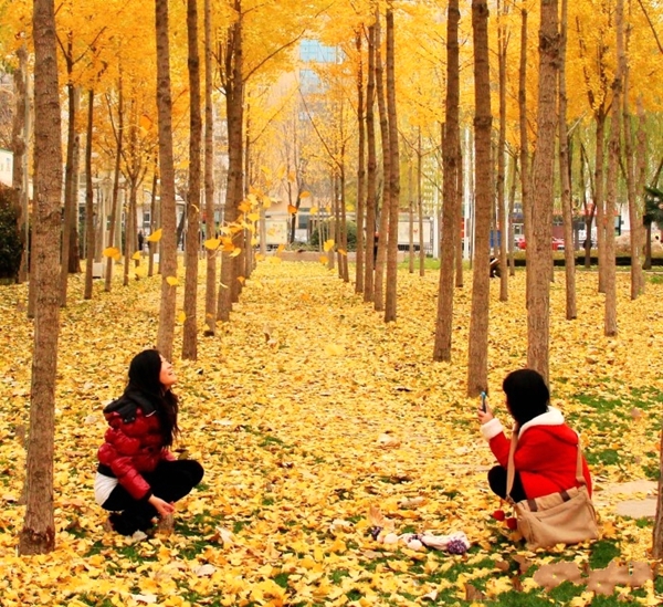 鄭州周邊賞落葉美景不妨考慮這幾處 鄭州周邊賞落葉美景不妨考慮這幾處