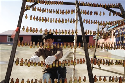 工人正在晾曬林蛙 工人正在晾曬林蛙