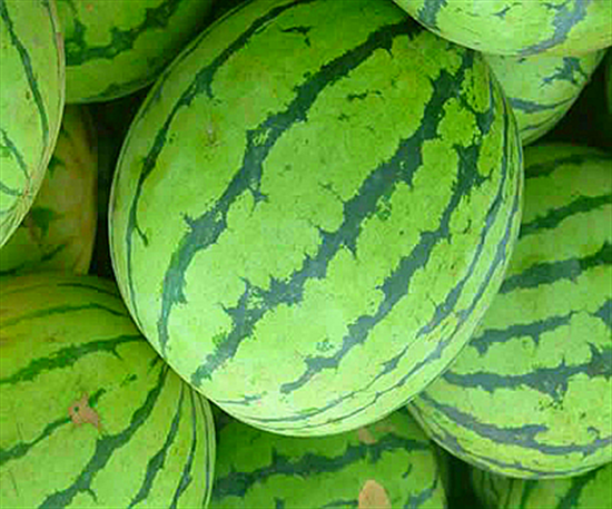 河南特產 汴梁西瓜 河南特產 汴梁西瓜