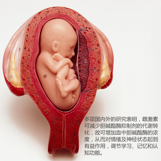 孕激素能讓孕婦感到鎮定 孕激素能讓孕婦感到鎮定