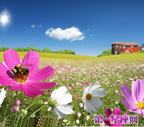 十二星座代表什么花? 十二星座代表什么花?