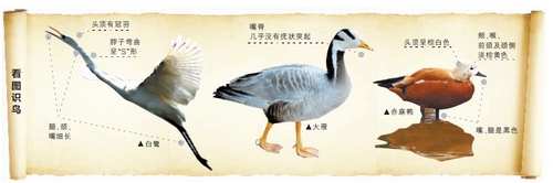 候鳥遷徙引市民關(guān)注 網(wǎng)友:保護鳥類要先了解它們 候鳥遷徙引市民關(guān)注 網(wǎng)友:保護鳥類要先了解它們