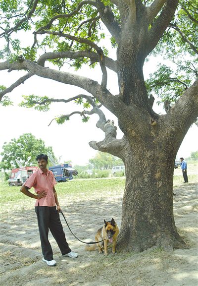 兩名少女在這棵樹上被吊死。 兩名少女在這棵樹上被吊死。
