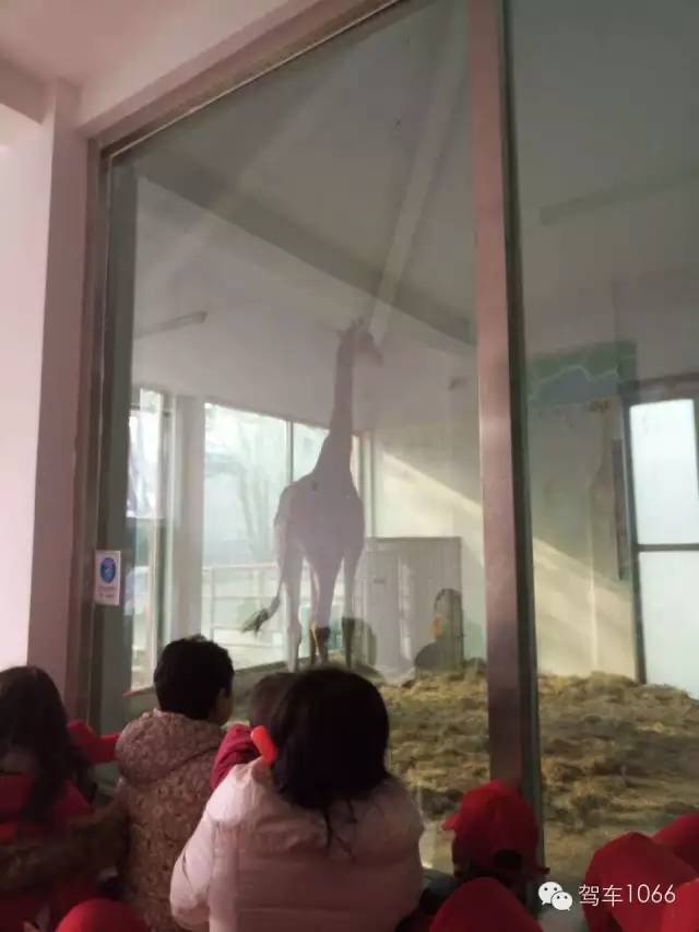 都在認真的看著館內(nèi)的動物~ 都在認真的看著館內(nèi)的動物~