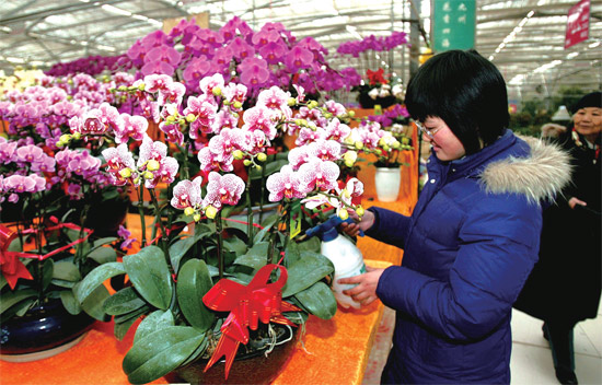 春節即將來臨,蝴蝶蘭依舊是節日花卉市場上最吸引眼球的品種,但銷量沒有去年同期好 春節即將來臨,蝴蝶蘭依舊是節日花卉市場上最吸引眼球的品種,但銷量沒有去年同期好