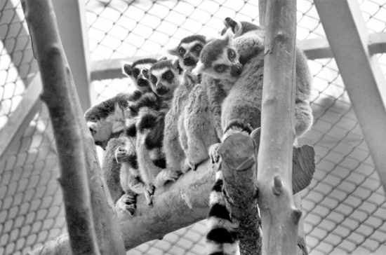 小環尾狐猴 小環尾狐猴