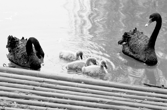 小黑天鵝 小黑天鵝