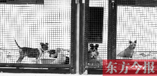 被主人遺棄的小狗暫時寄居在鄭州市犬只收容中心內,如果沒有人來認領,他們將被處以安樂死 被主人遺棄的小狗暫時寄居在鄭州市犬只收容中心內,如果沒有人來認領,他們將被處以安樂死