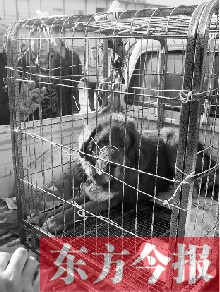 藏獒被麻醉后帶走 藏獒被麻醉后帶走