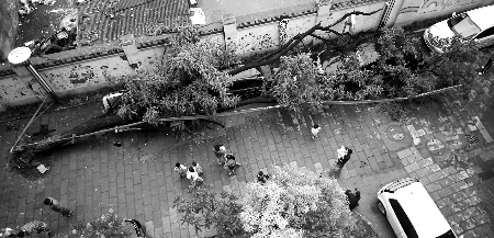 樹下的汽車“躺槍” 見習記者 劉鴻翔/攝 樹下的汽車“躺槍” 見習記者 劉鴻翔/攝