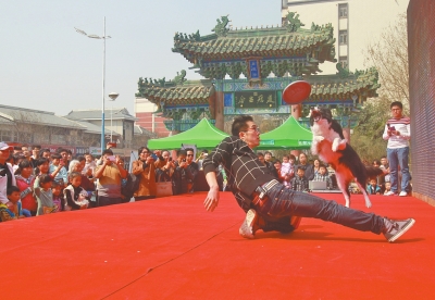 5歲金毛犬會加減乘法 蒙上雙眼可準確"說"出男女人數 5歲金毛犬會加減乘法 蒙上雙眼可準確"說"出男女人數