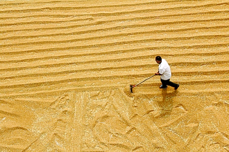 6月7日，內(nèi)黃縣城關(guān)鎮(zhèn)農(nóng)民在晾曬小麥。