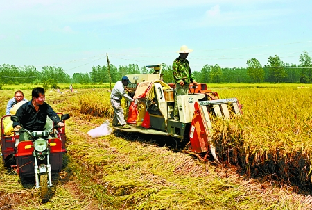 8月25日，農(nóng)機手在固始縣泉河鄉(xiāng)王樓村稻田里開始機收水稻。