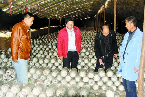 張泉鑫(左二)指導(dǎo)食用菌種植戶解決技術(shù)難題。 張泉鑫(左二)指導(dǎo)食用菌種植戶解決技術(shù)難題。