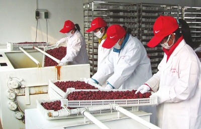 雖是寒冬,內黃紅棗加工生產依然熱火朝天。 雖是寒冬,內黃紅棗加工生產依然熱火朝天。