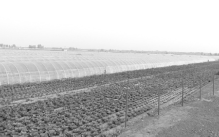 韓張鎮南高莊高效示范園區(吳冠軍 文/圖) 韓張鎮南高莊高效示范園區(吳冠軍 文/圖)