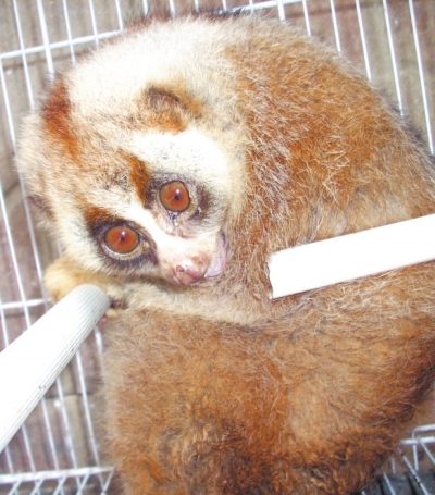 小區里“遛來”國家一級保護動物 小區里“遛來”國家一級保護動物