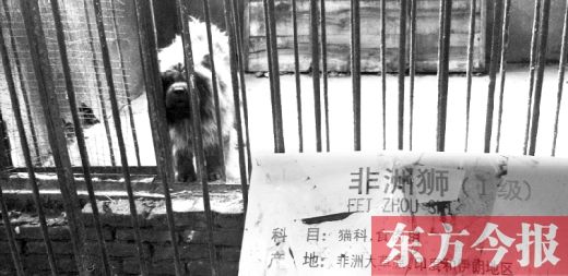 獅籠養藏獒 蛇館變鼠窩 漯河動物園“移花接木”遭質疑