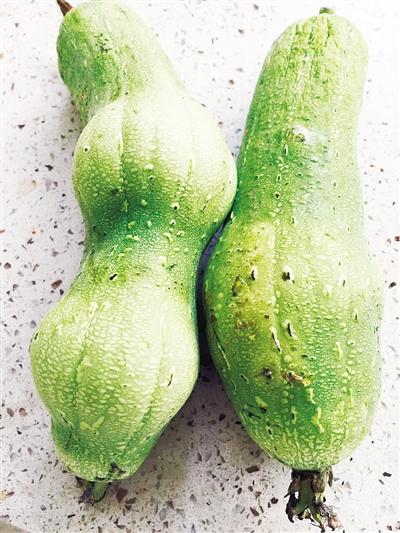 漯河市民菜市場買細長絲瓜 放四天“長胖” 文/圖 本報記者 吳艷敏 漯河市民菜市場買細長絲瓜 放四天“長胖” 文/圖 本報記者 吳艷敏