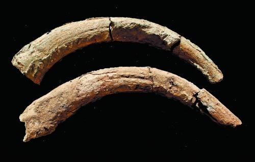 河南靈井許昌人遺址新發現:完整原始牛角化石(圖) 河南靈井許昌人遺址新發現:完整原始牛角化石(圖)