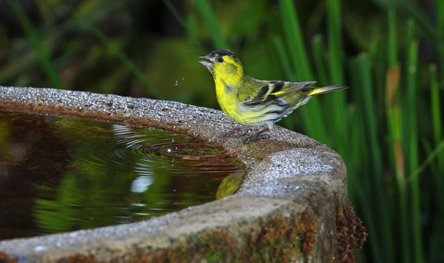 老人自制相機拍小鳥“梳洗”照 老人自制相機拍小鳥“梳洗”照