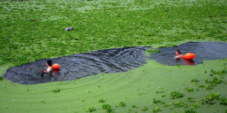 武漢漢江浮萍泛濫變“草原” 武漢漢江浮萍泛濫變“草原”