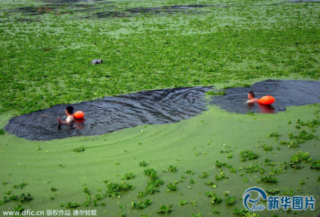 武漢漢江浮萍泛濫變“草原” 武漢漢江浮萍泛濫變“草原”