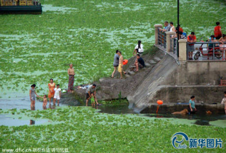 武漢漢江浮萍泛濫變“草原” 武漢漢江浮萍泛濫變“草原”