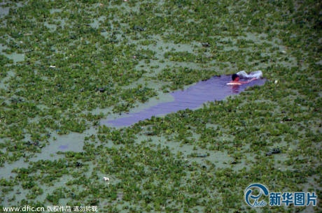 武漢漢江浮萍泛濫變“草原” 武漢漢江浮萍泛濫變“草原”