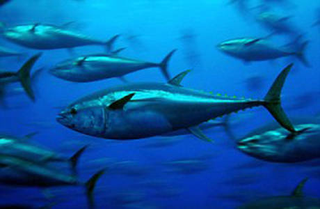 大學生撿到巨型藍鰭金槍魚 大學生撿到巨型藍鰭金槍魚