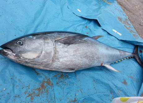 大學生撿到巨型藍鰭金槍魚 大學生撿到巨型藍鰭金槍魚