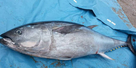 大學生撿到巨型藍鰭金槍魚 大學生撿到巨型藍鰭金槍魚