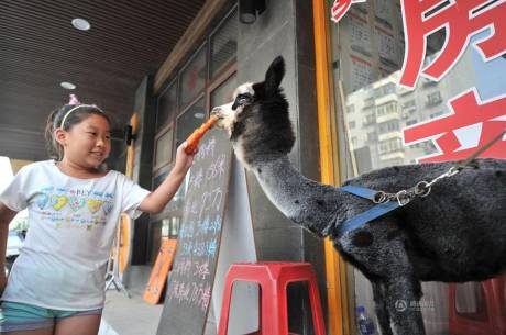 女子網購羊駝被當狗 女子網購羊駝被當狗