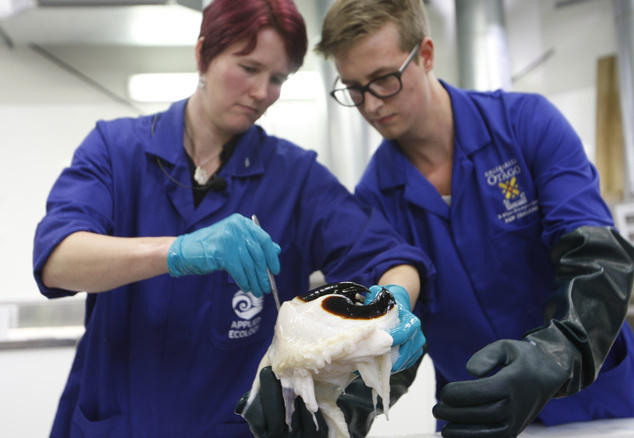 南極驚現(xiàn)350公斤巨型魷魚 南極驚現(xiàn)350公斤巨型魷魚