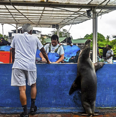 海獅變魚攤常客 排隊(duì)“購買”金槍魚