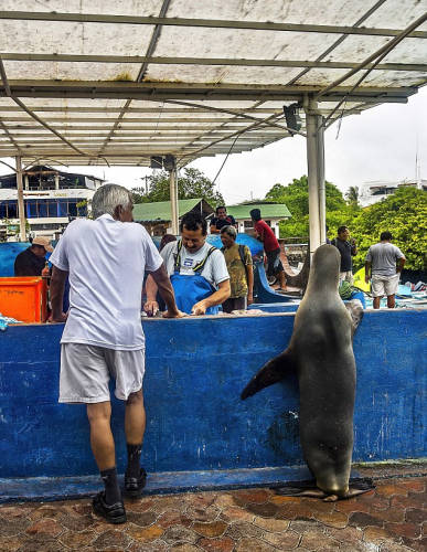 海獅變魚攤?？?排隊(duì)“購買”金槍魚